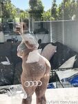 Onlyfans Leaked Photos - Taaij - Amateur Photos