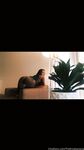 Onlyfans Leaked Photos - Veganheauxx - Amateur Photos