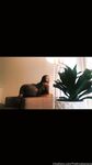 Onlyfans Leaked Photos - Veganheauxx - Amateur Photos
