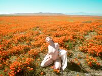 Lesbian - 2020-04-28 Poppies - Emily Bloom - Poppies Emily Photos Bloom 2020-04-28 Petite