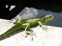 Posing - Zishy 65001573 Carmen Rae Domesticated Iguanas - 65001573 Photos Domesticated Rae Iguanas Carmen Softcore
